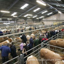 Steel Cattle Farm Agricultural Building